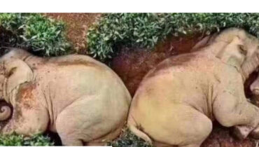 നീലഗിരി വഴി വയനാട്ടിലേക്ക്  കൂട്ട ആനനടത്തം ; വൈറലായി ആന വിഡിയോ