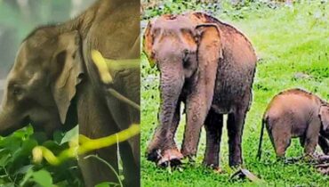 വീടും സ്ഥലവും കാട്ടാന കയ്യടക്കി; ജീവിക്കാൻ വഴിമുട്ടിയ കർഷകൻ ജീവനൊടുക്കി