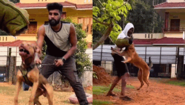 ‘കാക്കി കണ്ടാല് കടിക്കണം’; കഞ്ചാവ് വില്പ്പന നടത്തിയിരുന്ന റോബിന് നായ്ക്കളെ പരിശീലിപ്പിക്കുന്നതിന്റെ വീഡിയോ പുറത്ത്