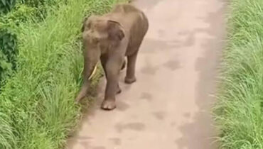 പട്ടണത്തെ വിറപ്പിച്ച് കാട്ടാന,ഭയത്തിൻ്റെ മുള്‍മുനയില്‍ നാട്…ആന പോയ വഴിയില്‍ മൃതദേഹം കണ്ടെത്തി