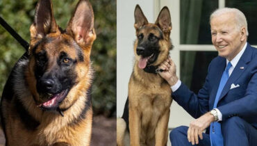 ബൈഡന്റെ നായയെ വൈറ്റ് ഹൗസില്‍ നിന്ന് പുറത്താക്കി; എല്ലാവരെയും കടിക്കുന്നു