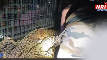 വിശന്നപ്പോള്‍ കോഴിക്കൂട്ടില്‍ കയറി; വയനാട്ടില്‍ കോഴിയെ തിന്ന പുലി കുടുങ്ങി