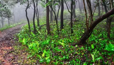 വനസംരക്ഷണ ഭേദഗതി നിയമം ഡിസംബർ ഒന്നിന് പ്രാബല്യത്തിൽ: ഇടുക്കിയിൽ ഒട്ടേറെ പേർക്ക് പട്ടയം,  റോഡ് വികസനം വേഗത്തിലാകും