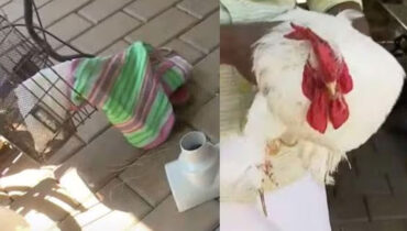 ‘കോഴികളുടെ കണ്ണു കുത്തിപ്പൊട്ടിച്ചു, ഫിഷ് ടാങ്കില്‍ മണ്ണും കല്ലും നിറച്ചു’; എരവിമംഗലത്ത് വീടാക്രമിച്ച് കഞ്ചാവ് സംഘം