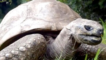 191 ന്റെ നിറവില്‍ ഈ ആമച്ചാര്‍!