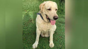 വിഷം ഉള്ളില്ച്ചെന്ന് മരണം; ‘സേനയിലെ മിടുക്കി കല്യാണി’യുടെ ദുരൂഹ മരണത്തില് അന്വേഷണം