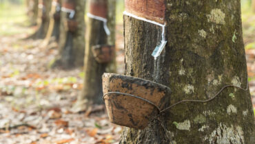 റബ്ബര്‍ വിലയിടിവ്; പതിനായിരം പേര്‍ പങ്കെടുക്കുന്ന പ്രതിഷേധ മാര്‍ച്ച് നാളെ അപ്പോളൊ ടയേഴ്സിലേക്ക്