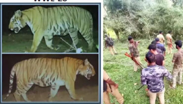 വയനാട്ടിലെ നരഭോജി കടുവ കൂട്ടിലായി; ജീവനോടെ കൊണ്ടുപോകാൻ സമ്മതിക്കില്ലെന്ന് നാട്ടുകാർ