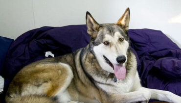 യു.എസില്‍ ചെന്നായ വംശത്തില്‍പ്പെട്ട വളര്‍ത്തുനായ മൂന്നുമാസം പ്രായമുള്ള കുഞ്ഞിനെ കടിച്ചുകൊന്നു