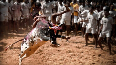 ജല്ലിക്കെട്ടിന് കളമൊരുക്കി ശ്രീലങ്കയും, പോരിനിറങ്ങി 200 കാളകള്‍, മെരുക്കാന്‍ 100 പേര്‍