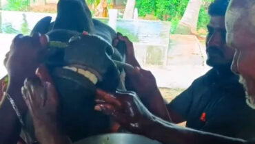 ജല്ലിക്കെട്ട് കാളയെക്കൊണ്ട് ജീവനുള്ള കോഴിയെ ബലമായി കഴിപ്പിച്ചു, യൂട്യൂബര്‍ക്കെതിരെ കേസ്