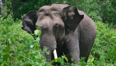 തുമ്പിക്കൈ കൊണ്ട് തട്ടിയിട്ട ശേഷം എടുത്തെറിഞ്ഞു, കടയില്‍ നിന്ന് വീട്ടിലേക്ക് പോയ വിദ്യാര്‍ത്ഥിയെ കാട്ടാന ആക്രമിച്ചു