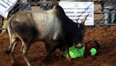 തമിഴ്‌നാട്ടില്‍ ജെല്ലിക്കെട്ടിനിടെ 29 പേര്‍ക്ക് പരിക്ക്