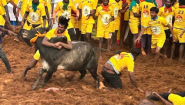 1000 കാളകളും മെരുക്കാന്‍ 700 പേരും; മധുര പാലമേടിലെ ജല്ലിക്കെട്ടിന്റെ രണ്ടാം ദിനം ഇങ്ങനെ