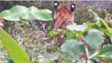 കണ്ണൂരിലെ റബർ തോട്ടത്തിൽ കമ്പിവേലിയിൽ കുടുങ്ങി കടുവ, മയക്കുവെടിവെച്ചു
