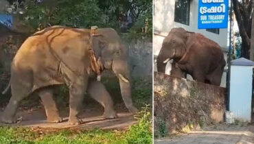 മാനന്തവാടിയില് കാട്ടാന; സ്കൂളുകളിലേക്ക് കുട്ടികളെ അയക്കരുതെന്ന് നിര്ദേശം