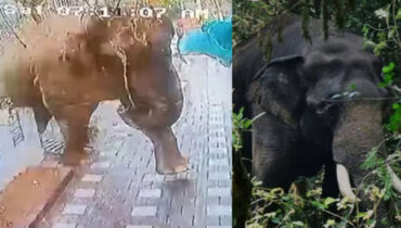 മാനന്തവാടി നഗരസഭയിലെ 4 ഡിവിഷനിലും വിദ്യാഭ്യാസ സ്ഥാപനങ്ങള്ക്ക് അവധി; നാളെ മനസാക്ഷി ഹര്ത്താല്