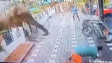 ആളെക്കൊല്ലി ആന കുന്നിന് മുകളില്, കുങ്കിയാനകള് എത്തി; മയക്കുവെടി ദൗത്യം വൈകാതെ തുടങ്ങും
