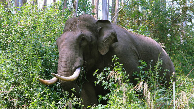 പാലക്കാട് രണ്ടിടത്ത് കാട്ടാന ആക്രമണം, 3 പേര്‍ക്ക് പരിക്ക്‌, ഒരാളുടെ നില ഗുരുതരം