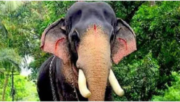ആനപ്രേമികളുടെ പ്രിയപ്പെട്ട ഗജരാജന് ഇനിയില്ല, മംഗലാംകുന്ന് അയ്യപ്പന് ചരിഞ്ഞു