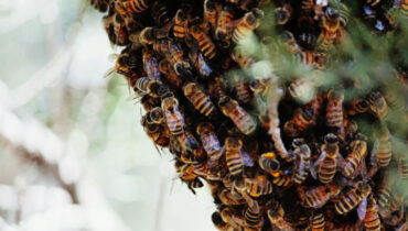 ഉത്തര്‍പ്രദേശിലെ ആഗ്രയില്‍ തേനീച്ചയുടെ ആക്രമണത്തില്‍ 40 ഓളം സ്‌കൂള്‍ കുട്ടികള്‍ക്ക് പരിക്ക്