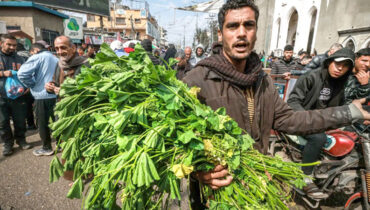 വിശന്നു വലഞ്ഞ് ഗാസ; പച്ചില ഭക്ഷിച്ച് പലസ്തീൻ ജനത; യുദ്ധക്കെടുതിക്കിടെ ജീവൻ നിലനിർത്താൻ ഖൊബീസ