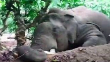 വയനാട് കാട്ടാന ചരിഞ്ഞ നിലയിൽ; വൈദ്യുതാഘാതം ഏറ്റെന്ന് സംശയം