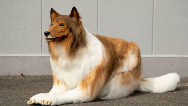 ഇനി ‘പാണ്ട’യോ ‘കുറുക്കനോ’ ആയാല്‍ മതി, ‘നായ’യായി മാറിയ ജപ്പാന്‍കാരന്റെ പുതിയ ആഗ്രഹം!