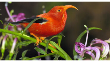 വംശനാശ ഭീഷണിയുടെ വക്കിൽ ഹണിക്രീപ്പർ പക്ഷികൾ, സംരക്ഷിക്കാൻ കൊതുകുകളെ വർഷിച്ച് അമേരിക്ക