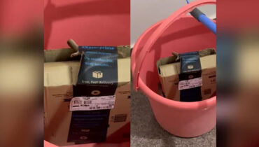 പാഴ്സല് തുറന്നപ്പോള് കണ്ടത് മൂര്ഖന് പാമ്പിനെ, ഞെട്ടി ദമ്പതികള്; കടിയേല്ക്കാതെ കഷ്ടിച്ച് രക്ഷപെട്ടു
