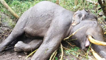 ചക്കക്കൊമ്പനുമായി കൊമ്പുകോര്ത്ത് ഗുരുതര പരുക്കേറ്റ മുറിവാലന് കൊമ്പന് ചരിഞ്ഞു