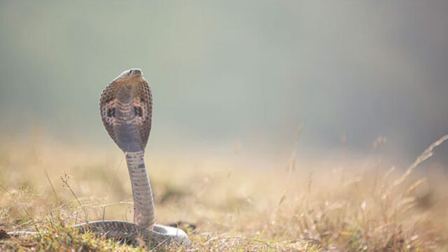 പാമ്പുകടിയേറ്റുള്ള മരണങ്ങള്‍ കൂടുന്നു; ജില്ലാ മെഡിക്കല്‍ ഓഫീസേഴ്‌സിന്റെ യോഗം വിളിച്ച് ആരോഗ്യവകുപ്പ് ഡയറക്ടര്‍