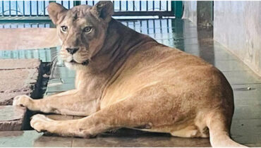 എത്തി, അതും അമേരിക്കയിൽ നിന്ന് എത്തിച്ചു! തിരുവനന്തപുരം മൃഗശാലയിലെ പെൺ സിംഹത്തിന് ആശ്വാസം; ‘സെഫോവേസിൻ’ മരുന്ന് എത്തി