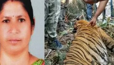 പഞ്ചാരക്കൊല്ലിയില് ചത്തത് നരഭോജി കടുവ തന്നെ, വയറ്റില് രാധയുടെ വസ്ത്രവും മുടിയും കണ്ടെത്തി, പോസ്റ്റ്മോർട്ടം പൂർത്തിയായി