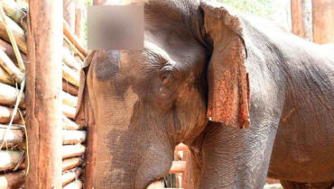തലച്ചോറിന് അണുബാധ, മസ്തകത്തിലും തുമ്പിക്കൈയിലും പുഴുവരിച്ചു, മരണകാരണം ഹൃദയാഘാതം ; കോടനാട് ചരിഞ്ഞ കാട്ടുകൊമ്പന്റെ പ്രാഥമിക പോസ്റ്റ്മോര്ട്ടം റിപ്പോര്ട്ട് പുറത്ത്