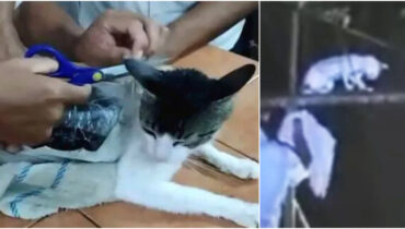 മയക്കുമരുന്ന് കടത്ത് കേസിൽ ‘പ്രതി’ പൂച്ച, പിടിക്കപ്പെട്ടത് ജയിലിലെ വേലിക്ക് സമീപത്തുവച്ച്! പരിശോധനയിൽ കണ്ടത് 236 ഗ്രാം കഞ്ചാവും 68 ഗ്രാം ഹെറോയിനും