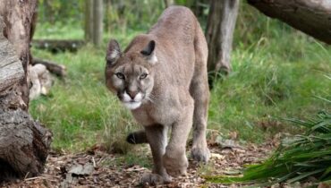 വാഷിംഗ്ടണിലെ ദേശീയോദ്യാനത്തിൽ  നാലു വയസ്സുകാരനെ ആക്രമിച്ച് പർവത സിംഹം