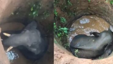കിണറ്റിൽ വീണ കാട്ടാനയെ പുറത്തെടുക്കാൻ ശ്രമം; പ്രദേശത്ത് 144 പ്രഖ്യാപിച്ചു