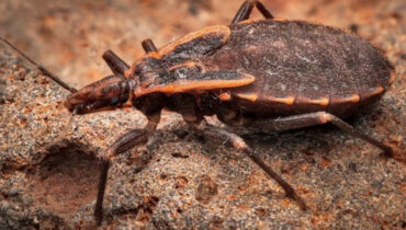 യുഎസിലെ 32 സംസ്ഥാനങ്ങളില്‍ കിസ്സിങ് ബഗ്‌സ് രോഗം ; രോഗലക്ഷണങ്ങള്‍ പെട്ടെന്ന് പ്രകടമാകില്ല, ഹൃദയം മാറ്റിവെക്കേണ്ടി വന്നേക്കാം, വേണം കരുതല്‍