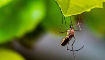 ഐസ്‌ലൻഡിൽ ആദ്യമായി കൊതുകുകളെ കണ്ടെത്തി; കണ്ടെത്തിയത് കുലിസെറ്റ ആനുലാറ്റ ഇനത്തിലെ മൂന്ന് കൊതുകുകളെ