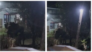 വീടിന് മുന്നിൽ പോലുമെത്തി, കുതിരാനിൽ കാട്ടാന ശല്യം രൂക്ഷം, ഇരുമ്പുപാലത്ത് കാട്ടാന ആക്രമണത്തിൽ വാച്ചർക്ക് പരിക്കേറ്റു