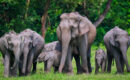 എട്ട് വര്‍ഷത്തിനിടെ ആനകളുടെ എണ്ണത്തില്‍ 25% കുറവ്; ഞെട്ടിച്ച് ഡിഎന്‍എ സെന്‍സസ് റിപ്പോര്‍ട്ട്