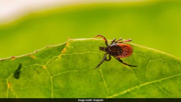 ബീഫ് ബർഗർ കഴിച്ചതിന് പിന്നാലെ യുഎസിൽ അലർജി ബാധിച്ച് 47കാരന്‍റെ മരണം; ഗുരുതര കണ്ടെത്തൽ, അലർജിക്ക് കാരണം ആൽഫാ-ഗാൽ സിൻഡ്രോം