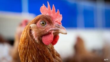 ലോകം ആശങ്കയിൽ, വാഷിംഗ്ടണിൽ അപൂർവ പക്ഷിപ്പനി ബാധിച്ച് ആദ്യ മരണം;പൊതുജനാരോഗ്യ ഭീഷണി കുറവെന്ന് അധികൃതർ