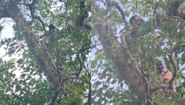 മരത്തിൽ നിന്നും ചാടുമെന്ന ഭീഷണിയുമായി ആദിവാസി യുവാക്കൾ; വനാവകാശ നിയമ പ്രകാരം അനുവദിച്ച ഭൂമി കൈമാറുന്നില്ല