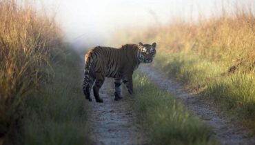 മനുഷ്യ- വന്യജീവി സംഘർഷം പ്രകൃതിദുരന്തമെന്ന് സുപ്രീംകോടതി; സംസ്ഥാനങ്ങൾ അവയെ അത്തരത്തിൽ പരിഗണിക്കണം