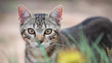 കാട്ടുപൂച്ചകളെ ഉന്മൂലനം ചെയ്യാനൊരുങ്ങി ന്യൂസിലൻഡ് ; 2050 ഓടെ രാജ്യത്തുടനീളമുള്ള കാട്ടുപൂച്ചകളെ ഉന്മൂലനം ചെയ്യുന്നു