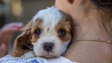 ഭാര്യയുടെ തെരുവുനായ സ്‌നേഹം കുടുംബം തകര്‍ത്തെന്ന് ഭര്‍ത്താവ്; മാനസിക സമ്മര്‍ദ്ദവും ഉദ്ദാരണക്കുറവുമുണ്ടായി,   വിവാഹമോചനം വേണമെന്ന് ആവശ്യം