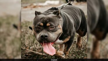 പൊലീസ് എത്തുമ്പോൾ കണ്ടത് 7 പിറ്റ്ബുൾ നായകൾ പിഞ്ചുകുഞ്ഞിനെ കടിച്ചുകീറുന്നത്, മുത്തശ്ശനും കുഞ്ഞിനും ദാരുണാന്ത്യം; 7 നായകളെയും വെടിവെച്ച് കൊന്നു