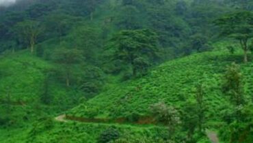 കടുവകളുടെ എണ്ണമെടുക്കാന്‍ പോയി ഉള്‍വനത്തില്‍ കുടുങ്ങിയ വനം വകുപ്പ് ഉദ്യോഗസ്ഥരെ കണ്ടെത്തി